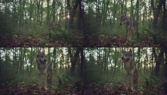 森林里的狼高清在线视频素材下载