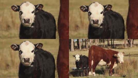 小牛和母牛在草坪上高清在线视频素材下载
