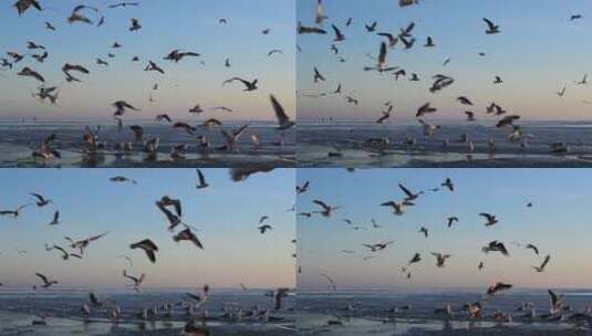 鸟儿降落在沙滩上高清在线视频素材下载