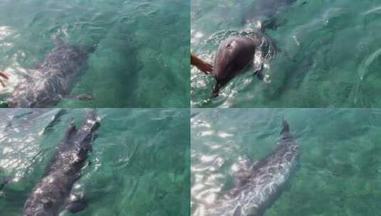 与人类互动的海豚高清在线视频素材下载