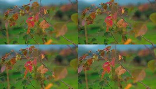 秋天的香樟树高清在线视频素材下载