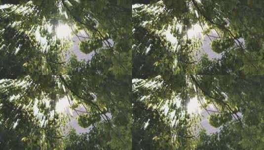 夏季阳光透过树林叶子高清在线视频素材下载