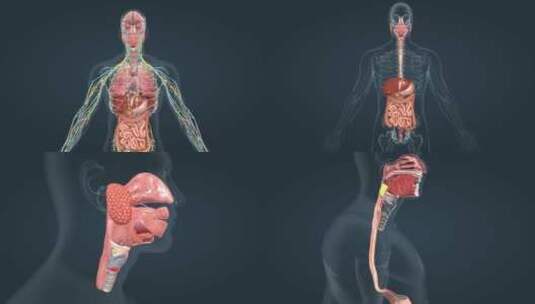 人体解剖大脑口腔咽食道肺部肝脏消化系统高清在线视频素材下载