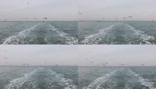 大海海鸥跟随高清在线视频素材下载