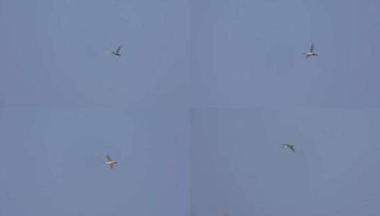 独自飞翔的白琵鹭高清在线视频素材下载