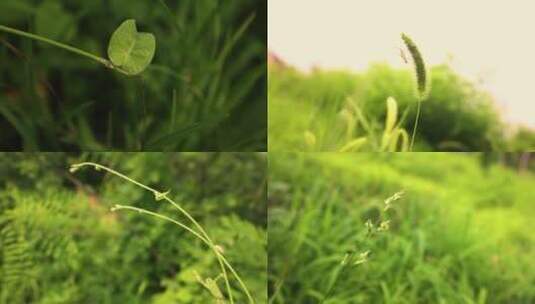 夏季绿色植物空镜素材高清在线视频素材下载