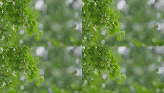 雨中绿色银杏叶高清在线视频素材下载
