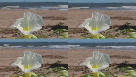 白色的牵牛花在沙滩上高清在线视频素材下载