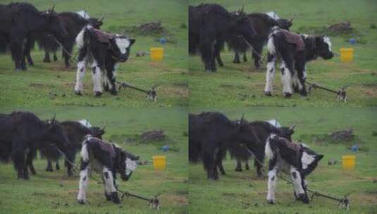 草原上呆萌的小牦牛犊子高清在线视频素材下载