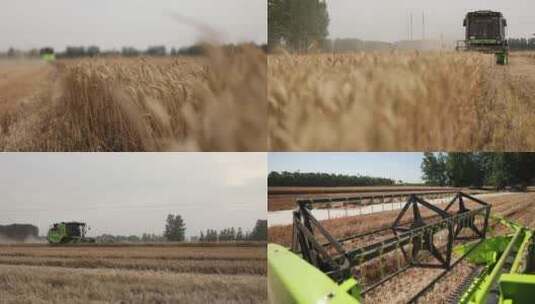 收割机收割麦子高清在线视频素材下载