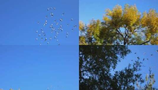 蓝天白云鸽子群天空飞翔高清在线视频素材下载
