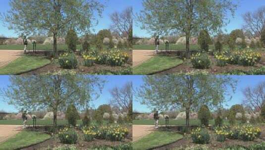 公园里的开花植物高清在线视频素材下载