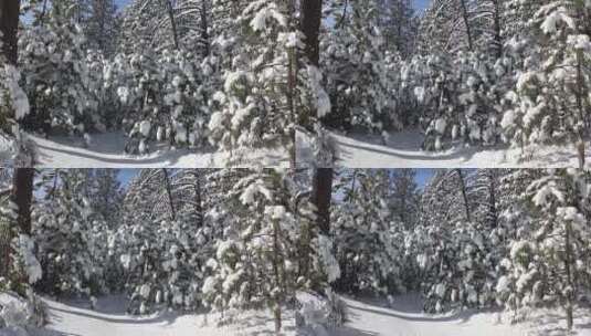 安静唯美冬季雪松树挂高清在线视频素材下载
