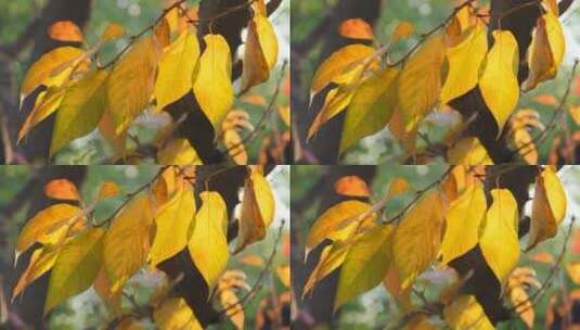 秋天在阳光下摇曳的树叶高清在线视频素材下载