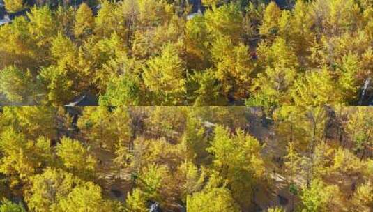 金黄唯美的乡村银杏林高清在线视频素材下载