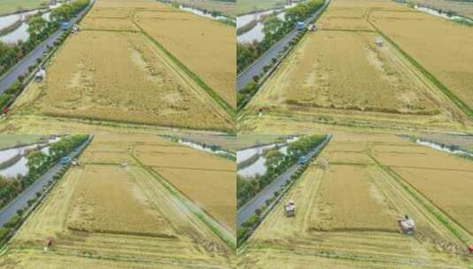 航拍乡村水稻小麦机械化收割高清在线视频素材下载