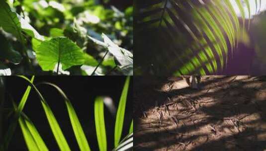 公园阳光下的绿色植物光影4k视频素材高清在线视频素材下载
