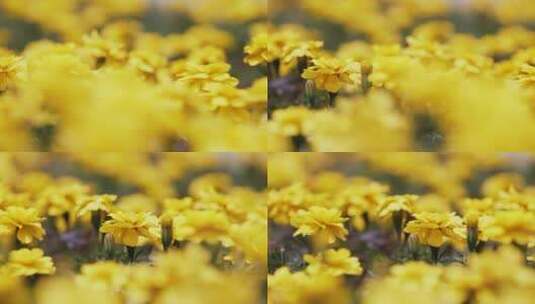 花朵花簇花瓣花头植物日光自然陆地景观设计高清在线视频素材下载