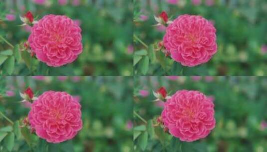 微风中美丽的玫瑰花特写高清在线视频素材下载
