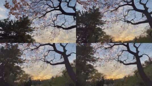 4k 日落下的园林树木树枝自然风光高清在线视频素材下载