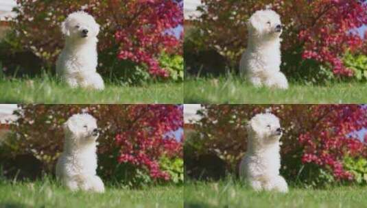 庭院里的可爱小狗高清在线视频素材下载