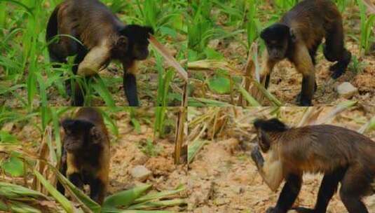 动物园猴子 黑帽悬猴 国字脸猴子高清在线视频素材下载