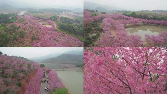 湖南省常宁市百万樱花园航拍风光4k合集高清在线视频素材下载