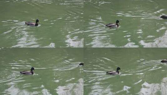 春天在湖中戏水的野鸭子高清在线视频素材下载