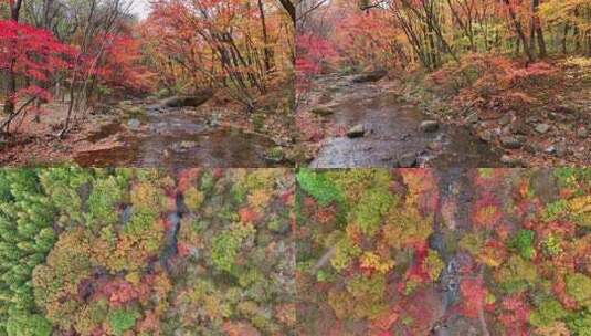 4K超清秋天色彩本溪枫叶自然风光颜色风景高清在线视频素材下载