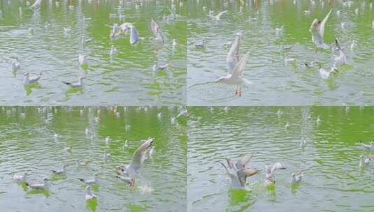 清水面多姿多彩的海鸥慢动作高清在线视频素材下载