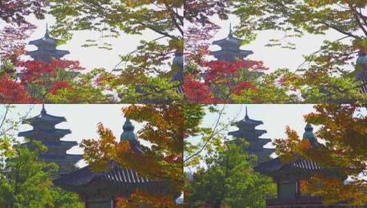 秋天枫叶枫树与古建筑古塔高清在线视频素材下载