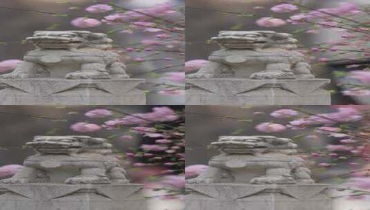 故宫御花园的石狮子樱花盛开高清在线视频素材下载
