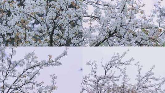 4K梨花梨树唯美春天视频高清在线视频素材下载