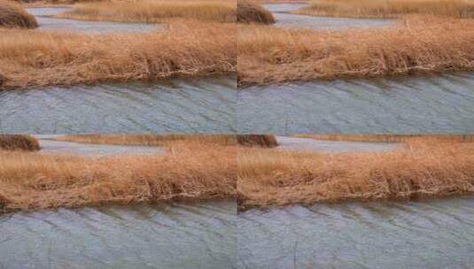 青海 贵德 黄河 湿地高清在线视频素材下载
