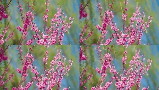 春风吹柳树飘阳光下的桃花盛开高清在线视频素材下载
