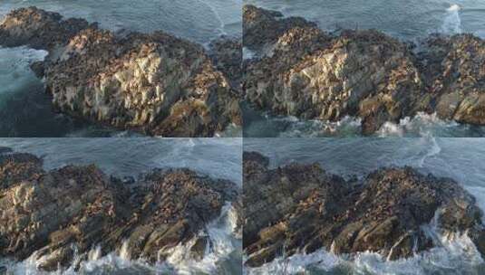 岛屿上的海狮群高清在线视频素材下载