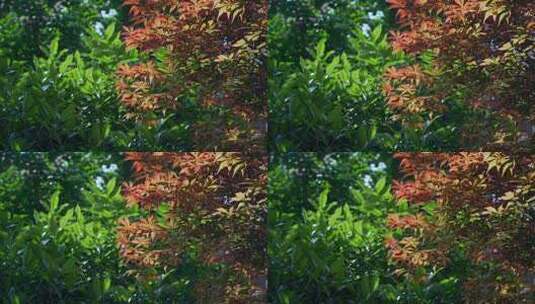 树木树叶空镜高清在线视频素材下载