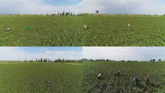 新疆 棉花种植基地高清在线视频素材下载