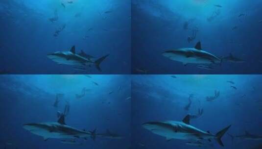 人和鲨鱼、海底世界高清在线视频素材下载