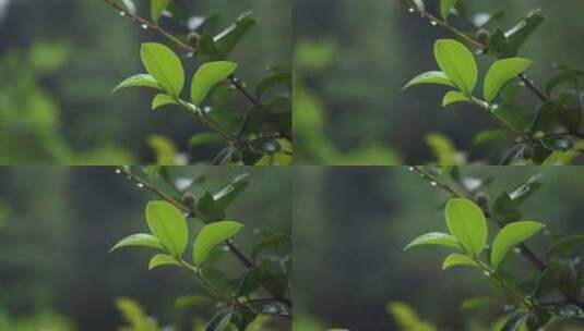 【正版素材】雨天自然植物水滴高清在线视频素材下载