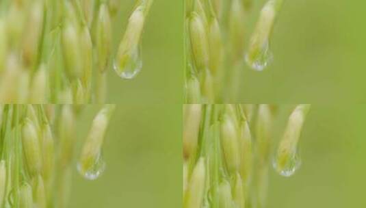 小麦田成熟的麦穗丰收高清在线视频素材下载