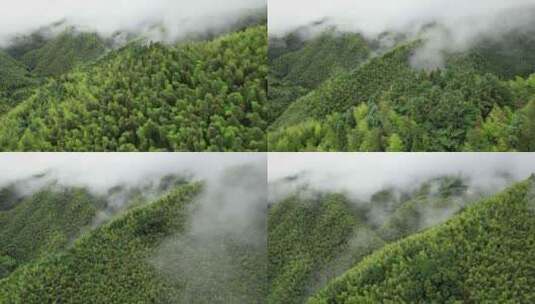 自然风光 竹海航拍   云海风景高清在线视频素材下载