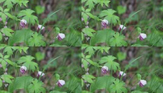 珍稀野生药用植物：斑花杓兰高清在线视频素材下载