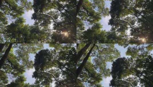 风景摇镜仰望树林天空高清在线视频素材下载
