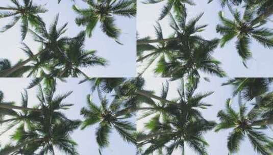 夏天阳光下海南的椰树林高清在线视频素材下载