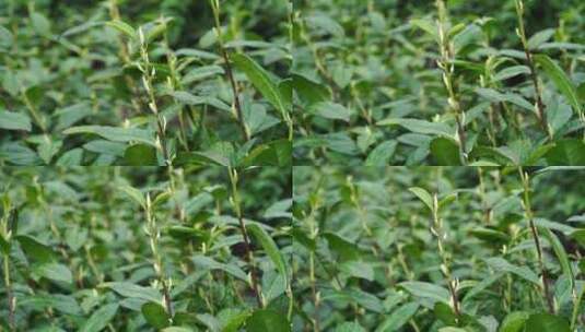 茶叶 茶 品茶 采茶制茶 茶山 摘茶高清在线视频素材下载