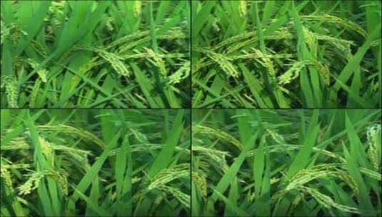 大米水稻丰收稻田稻谷农业稻穗高清在线视频素材下载