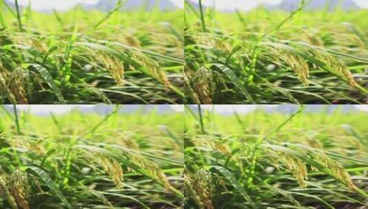 随风摇摆的稻谷稻穗高清在线视频素材下载