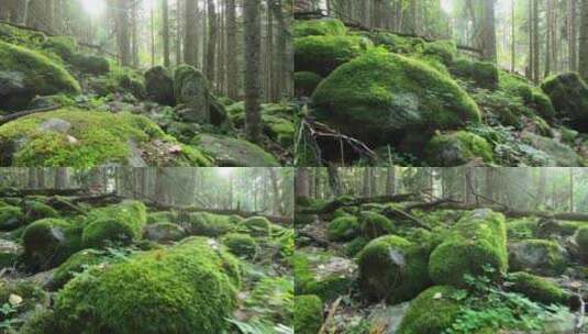 森林里石头上的青苔苔藓高清在线视频素材下载