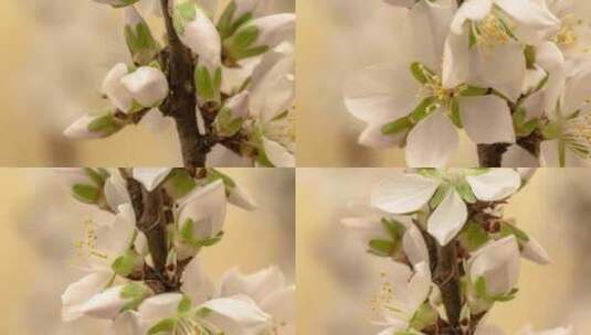 春天植物花草春暖花开生长盛开高清在线视频素材下载